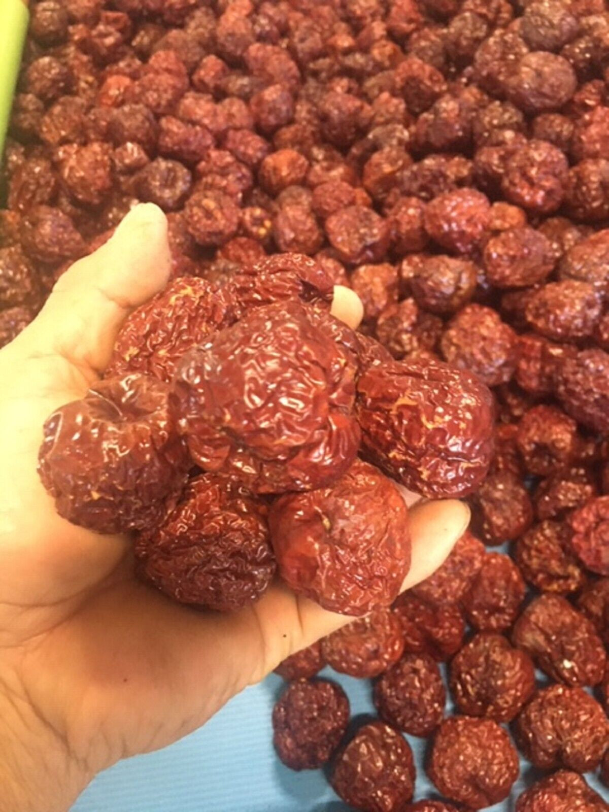 100% ORGANIC Dried Jujube Date California Grown 대추 Hong Zao 紅棗 Táo Tàu