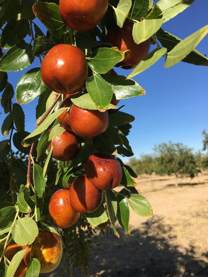 100% ORGANIC Dried Jujube Date California Grown 대추 Hong Zao 紅棗 Táo Tàu