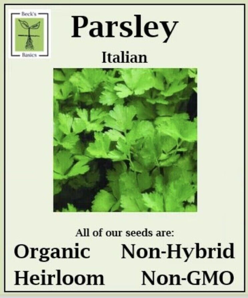 Parsley (Italian) Seeds - ORGANIC, NON-GMO, NON-HYRID, HEIRLOOM SEEDS